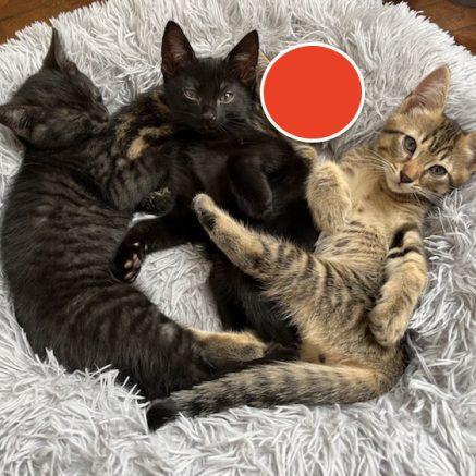 Photo de 3 petits chenapans au charme fou !