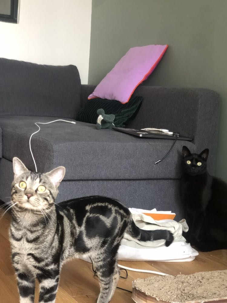 367651909_1734773616949052_8892977699009779407_n