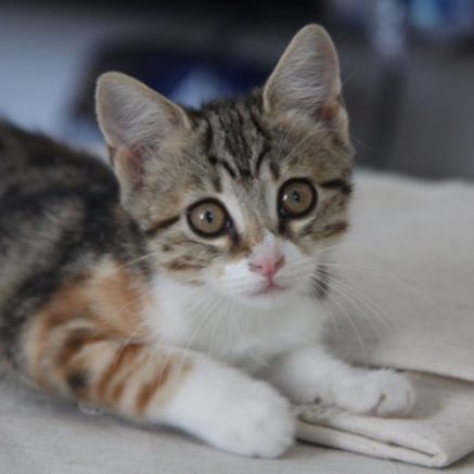 Photo de Appel aux dons