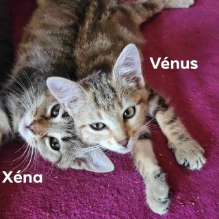 Photo de Xéna et Vénus