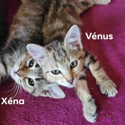 Photo de Xéna et Vénus