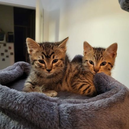 Photo de Fast et Furious