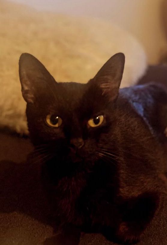 370312798_1568204413926305_6022574892696771378_n