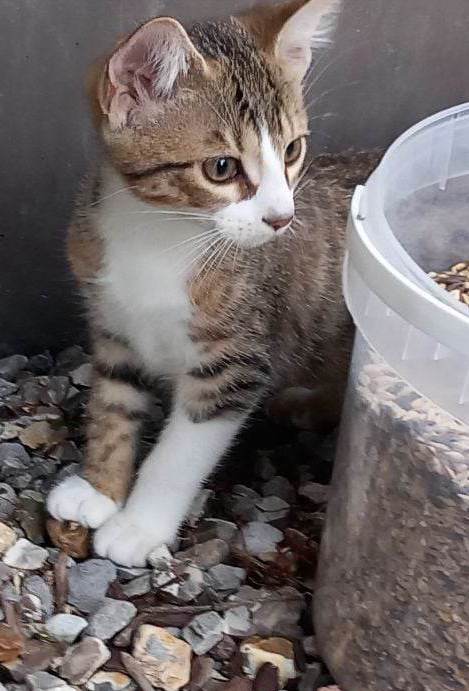 373030626_273549798825631_2012861756189540533_n