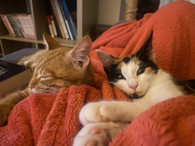 378103639_698160968315247_1180088132393475646_n