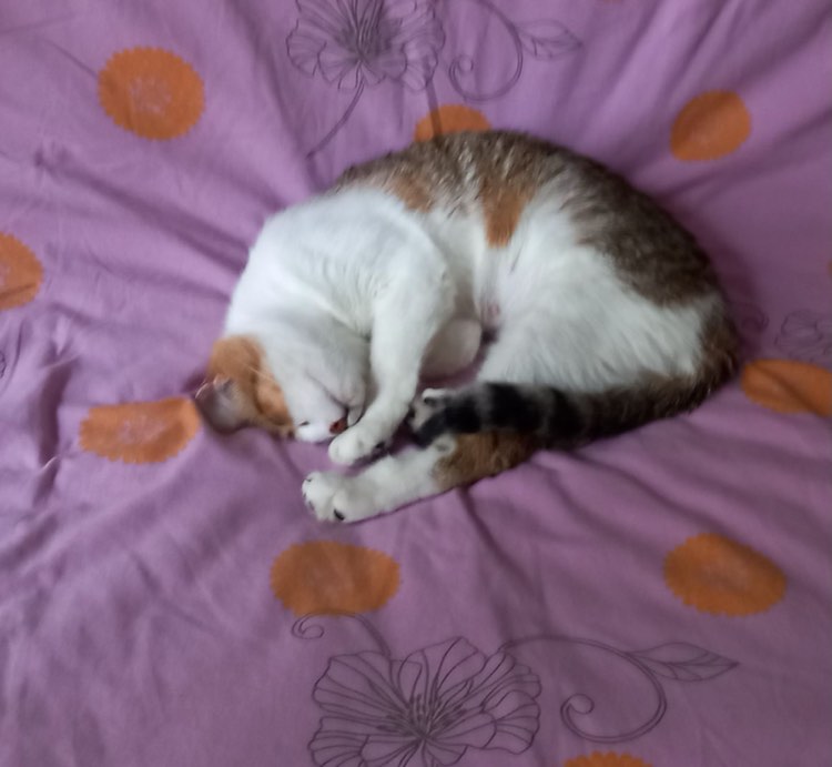 381225262_1047966616358138_5702808387893498122_n