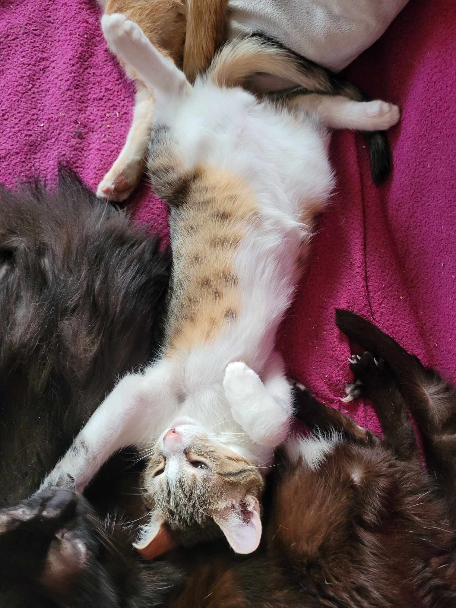 386845761_1551229832373938_8981493089748768639_n