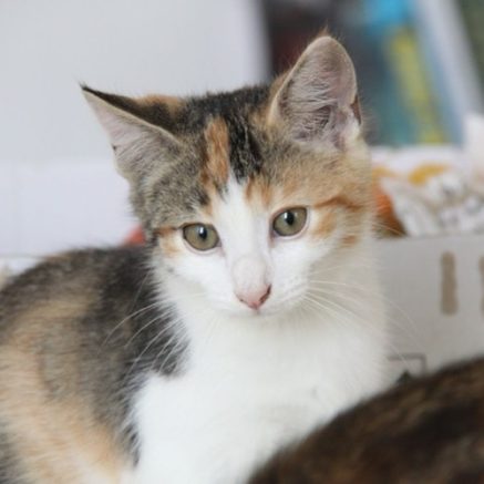 Photo de Kitty & Nutty