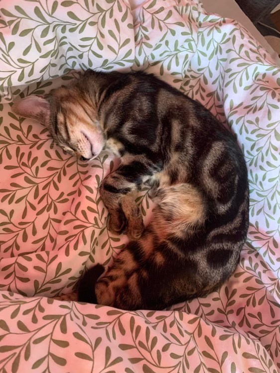 387490068_698919492097475_4839973920165420556_n