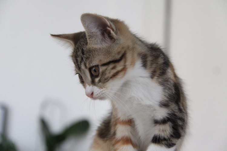 387561631_269572645444096_6260036143625523869_n