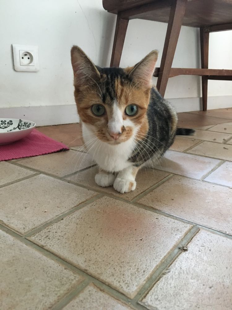 393438321_844056927203254_5128206919356921332_n