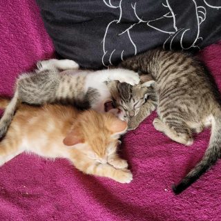 Photo de Kiara, Swayer et Happy