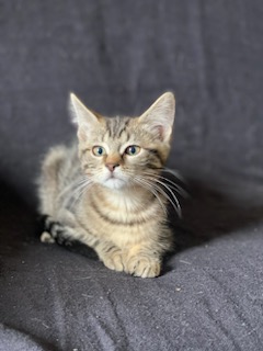 Photo de Mistinguette