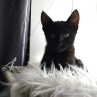 Photo de Mister Happy