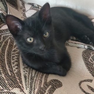 Photo de Lili et Gribouille