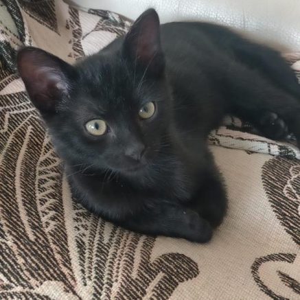 Photo de Lili et Gribouille