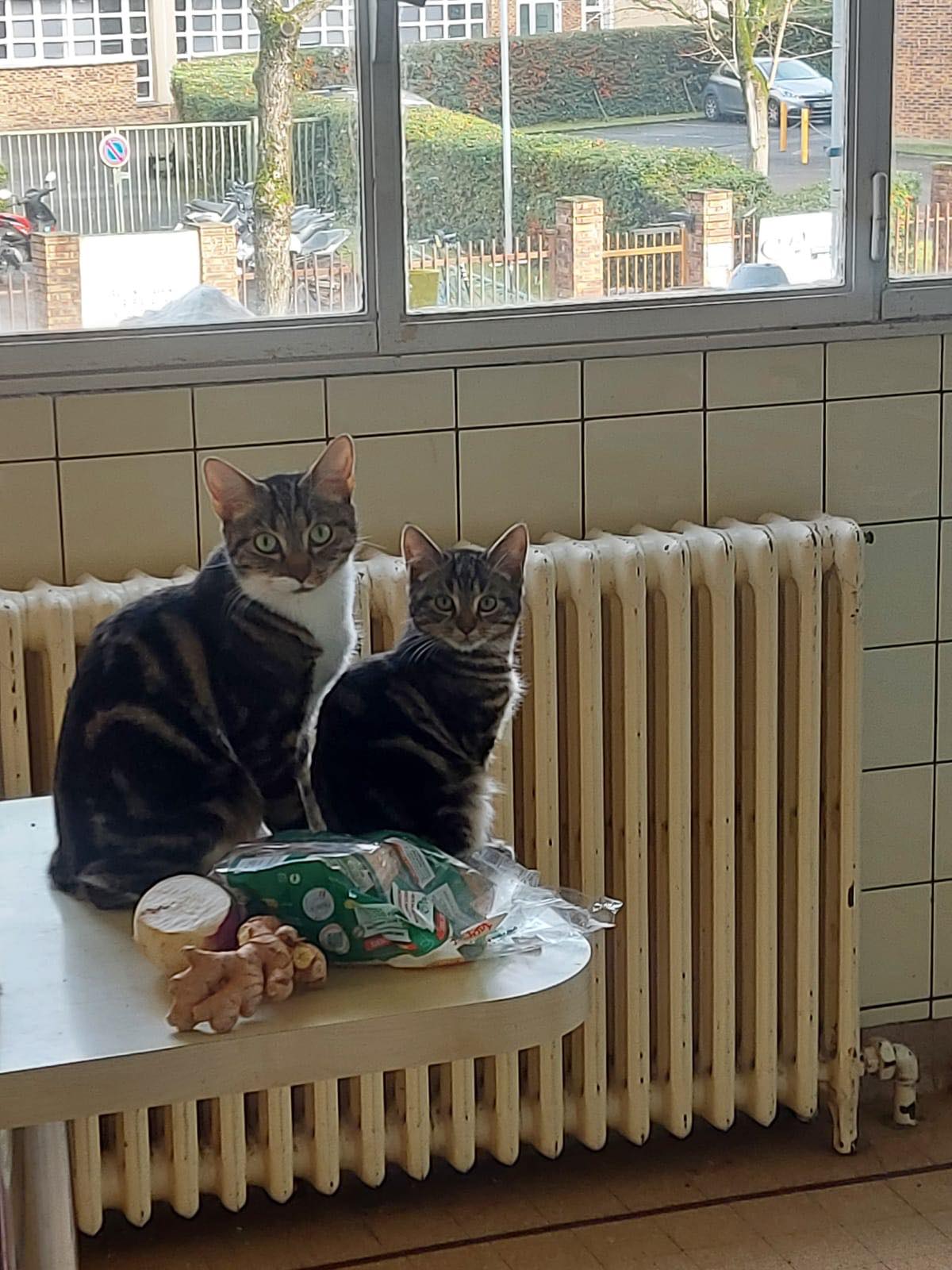 403408761_1602753987135336_776675989726168139_n