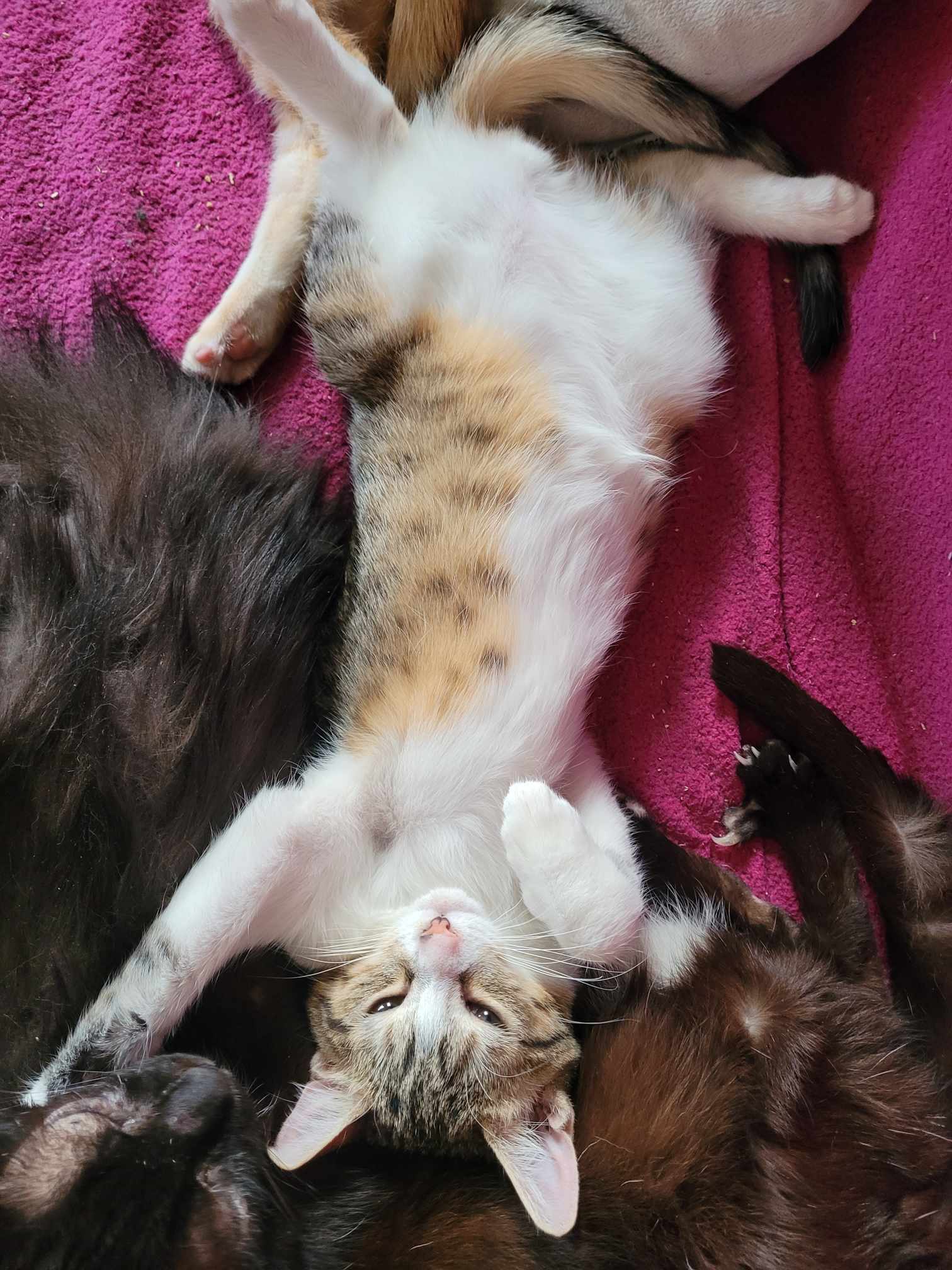 403408834_1703282373481596_6817471289558124683_n