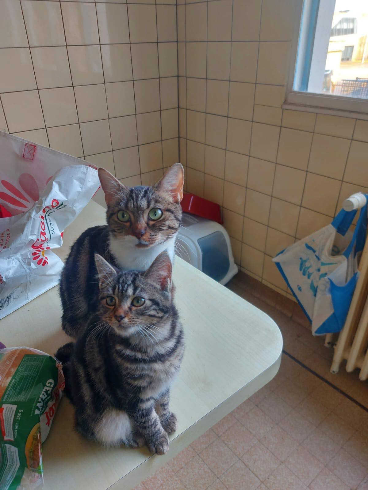 403411700_725881432464854_2863379677216647857_n