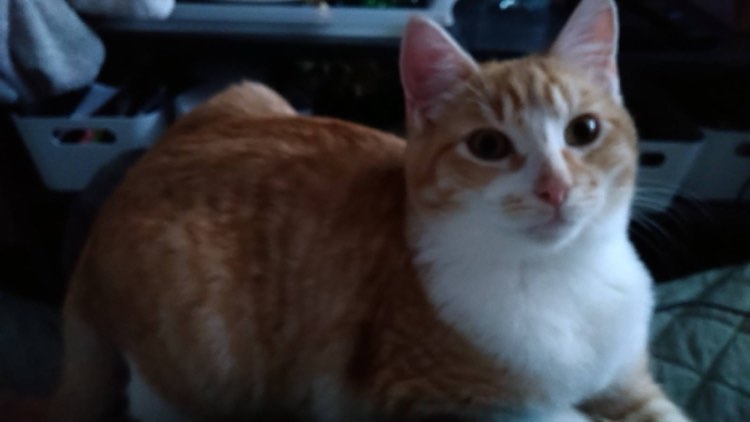 416693224_387140823839139_6267638782958637737_n-1