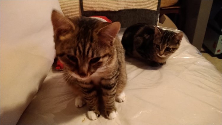 417053931_880891900184332_4944203693358427655_n