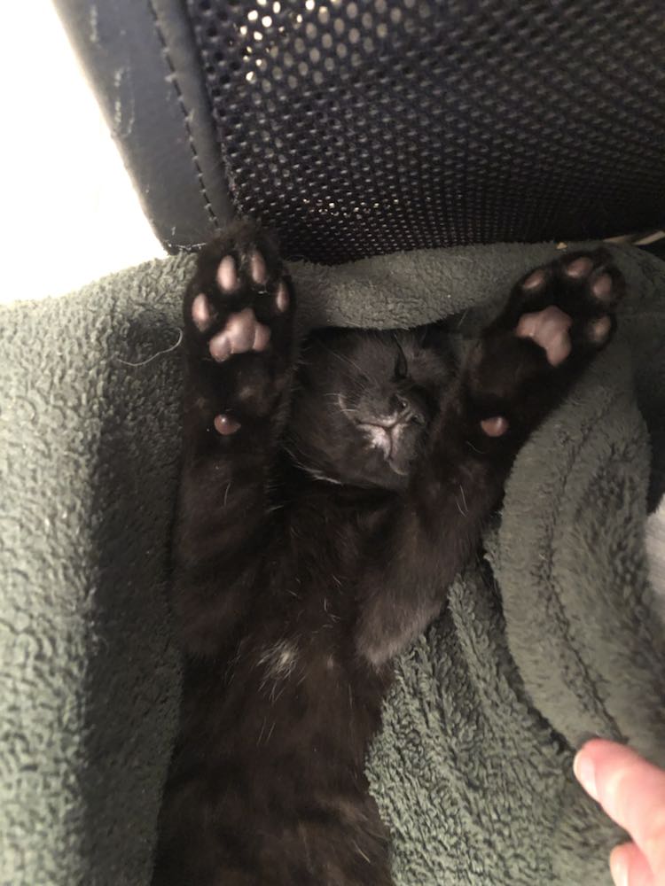 417163175_1737902073373516_6456262690438095438_n