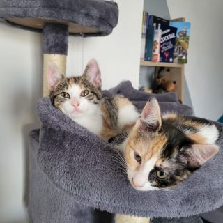 Photo de Néfertiti & Cléopâtre