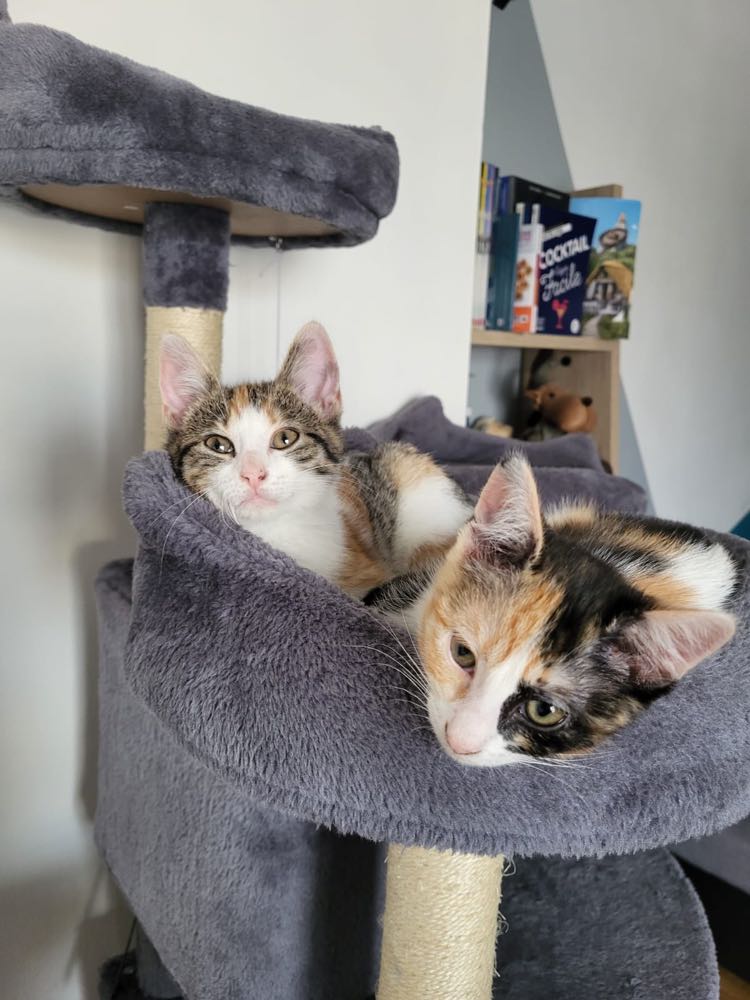 417246373_1055266495743324_4691327645269891205_n