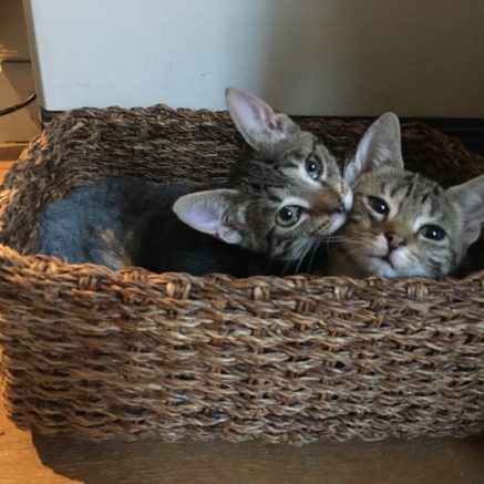 Photo de Dora & Dagobert