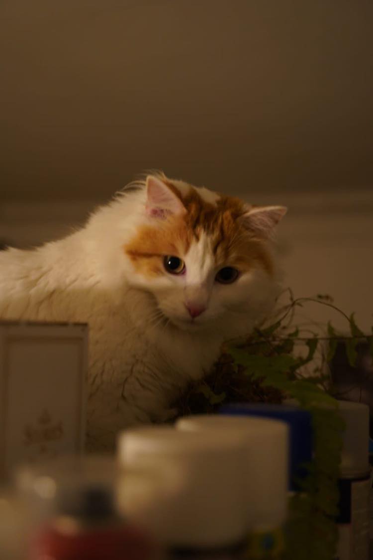 421684420_753364613056350_4020027459159204485_n