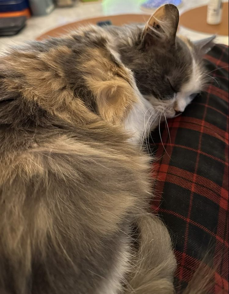 421832342_219330721257349_5349806138185940606_n