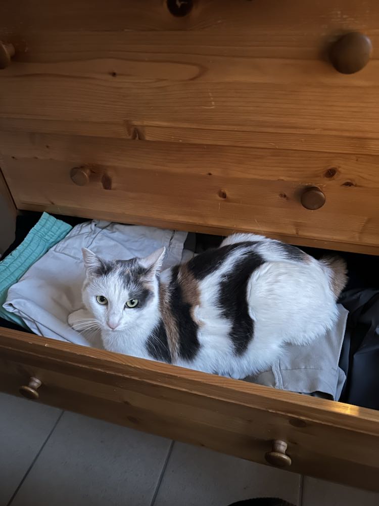 426564830_298548046568622_2204714150614253514_n