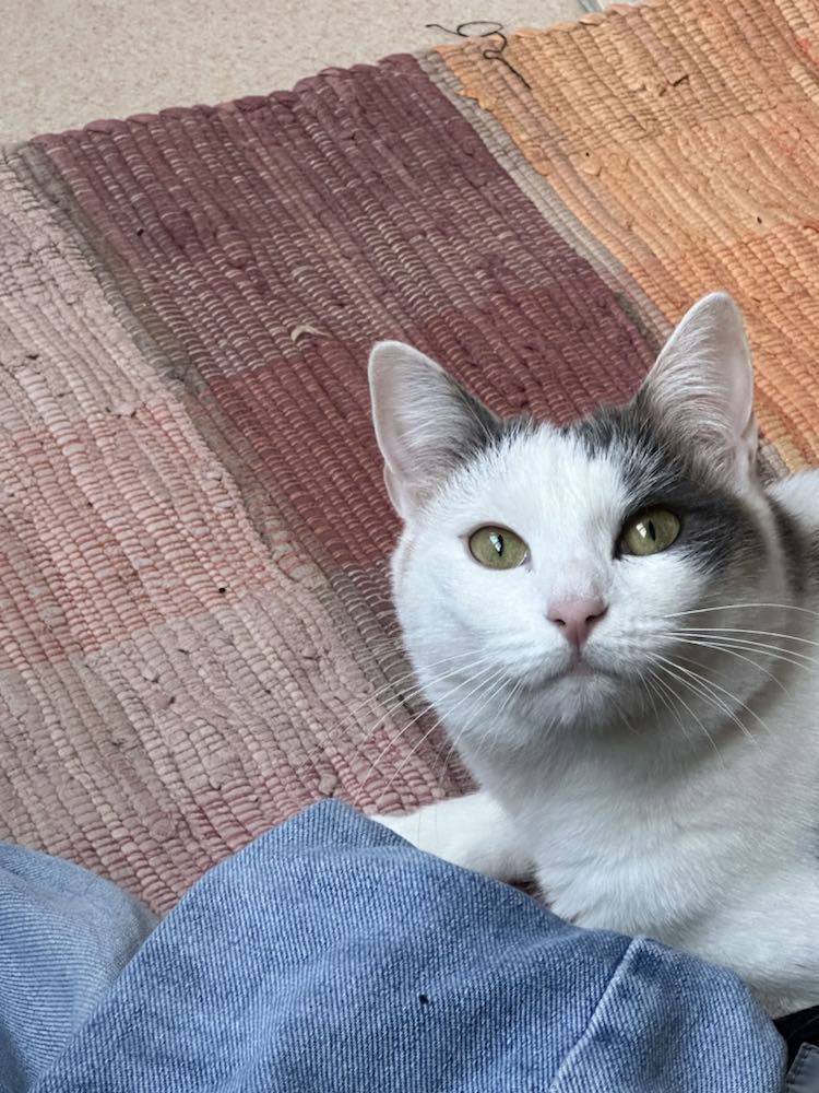 426724420_727787859443673_5915552840231895552_n