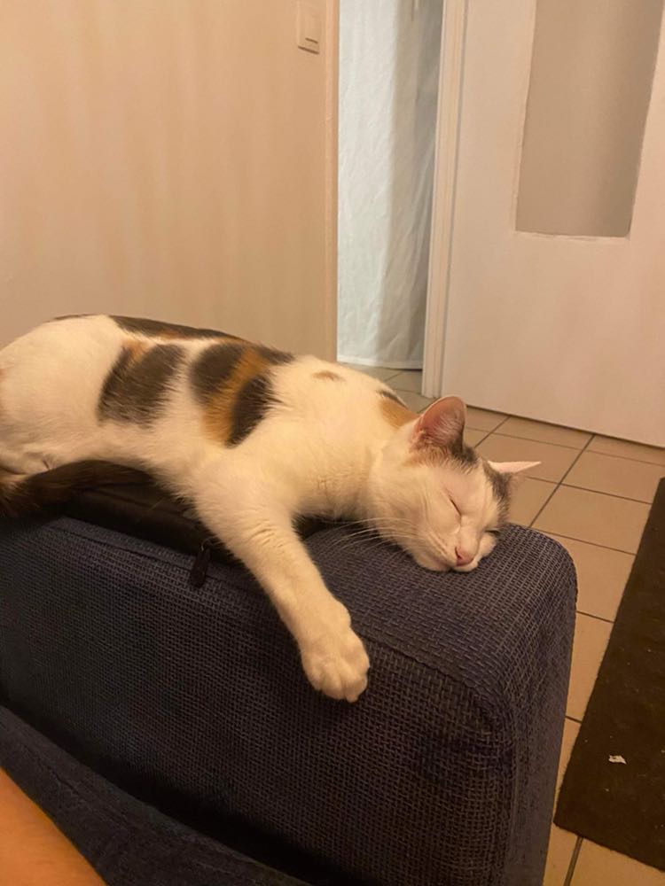 427791088_1528783404357260_2645128306232231853_n