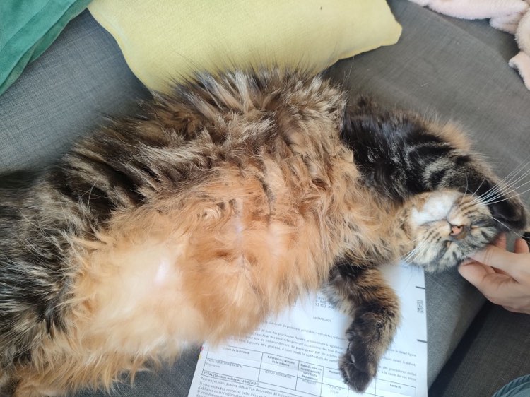 431761522_701486598732136_1052135902727407799_n