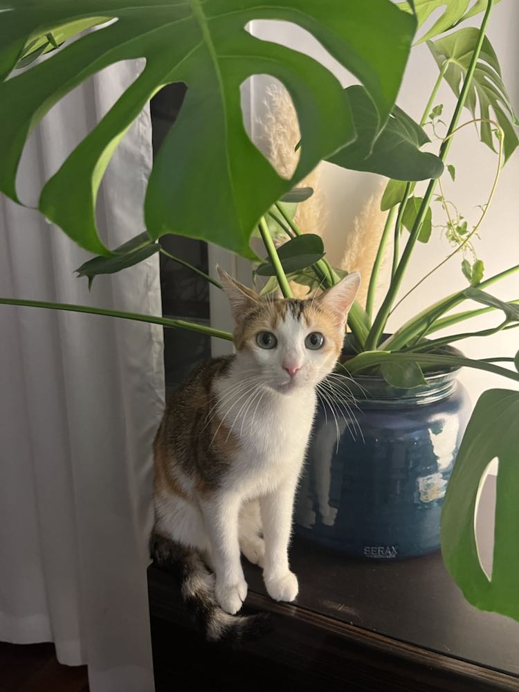 433125819_930094332235556_4030086791543026735_n