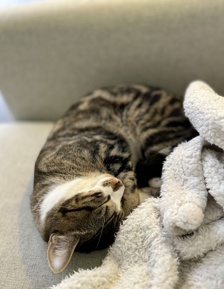 434763473_389987743954734_473143660191595346_n