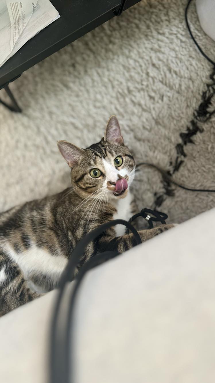 434872098_743075087953708_3168613864407858138_n