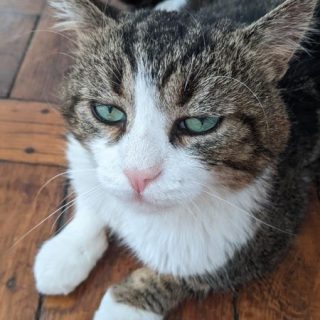 Photo de Max : un chat très attachant , hyper gentil et qui mérite sa chance