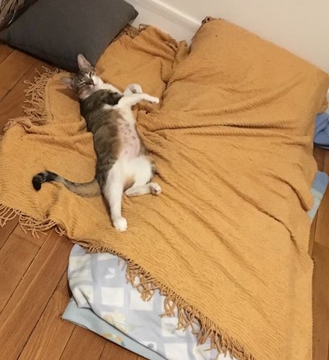 67143922_1042738079264561_3957882152187592704_n