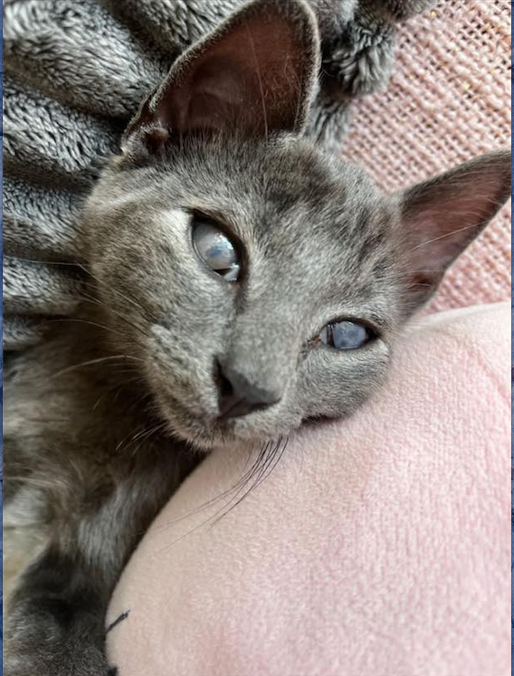 Capture-decran-2022-11-02-a-20.03.30