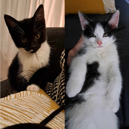 Photo de Socquette et Toto