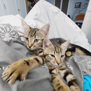 Photo de Chipie et Kirikou