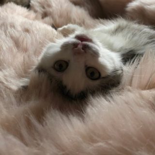 Photo de Elvire et Chéri Bibi