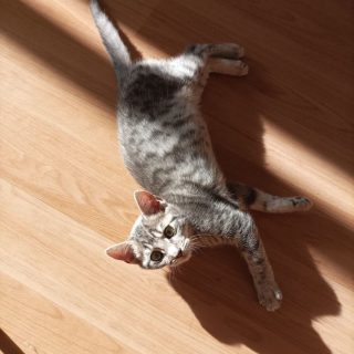 Photo de Puce et Flèche