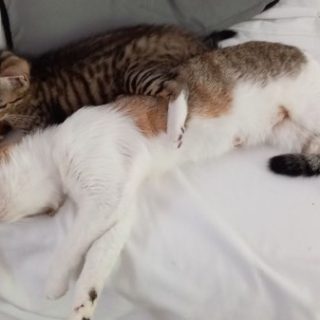 Photo de Une adorable petite famille équilibrée, sociable et proche de l’humain