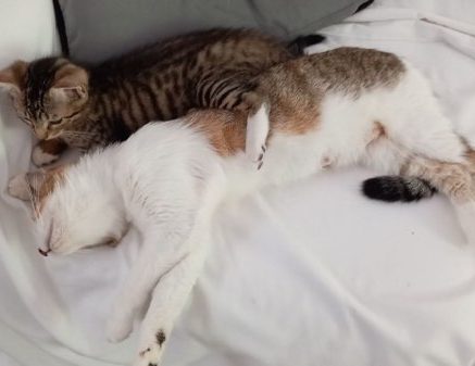 Photo de Une adorable petite famille équilibrée, sociable et proche de l’humain