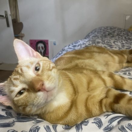 Photo de Guizmo, adorable matou victime de son abandon