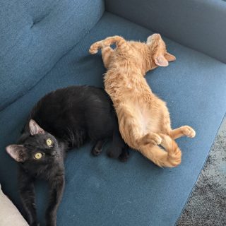 Photo de Tyroux et Baki, deux boules de poils extrêmement câlins et doux (Tyroux est réservé)