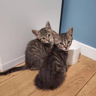 Photo de Mario et Peach